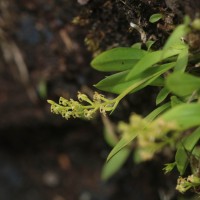 Liparis cespitosa (Lam.) Lindl.